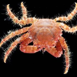 Caranguejo Mitrax