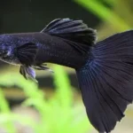 Guppy Full Black (Poecilia reticulata) - Casal