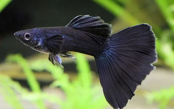 Guppy Full Black (Poecilia reticulata) - Casal