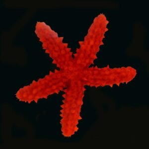 Red knobbed starfish
