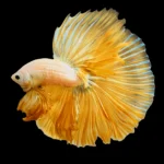 Betta Macho Dumbo yellow