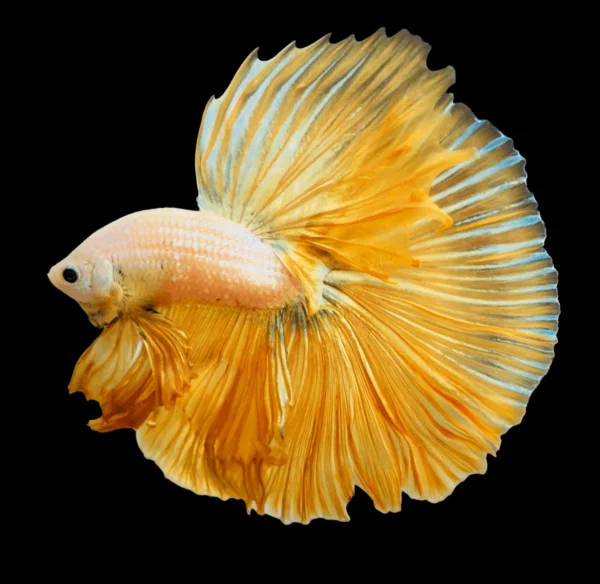 Betta Macho Dumbo yellow