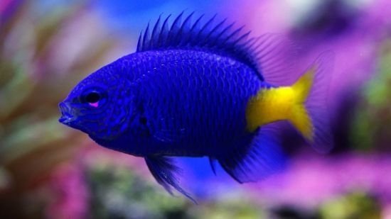 95e1043c48914b2e5149a662d138e1f1.jpg Yellow Tail Damsel