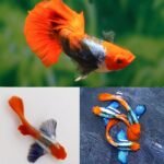 Casal de Guppy Tuxedo Koi – Qualidade de Linhagem Pura e Cores Vibrantes!