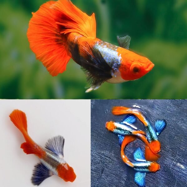 Casal de Guppy Tuxedo Koi – Qualidade de Linhagem Pura e Cores Vibrantes!