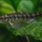Mocinha (Characidium xavante)