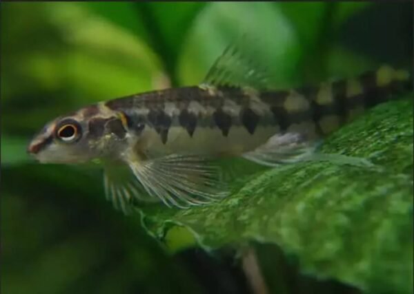 Mocinha (Characidium xavante)