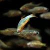 Rasbora Galaxy (Danio margaritatus)