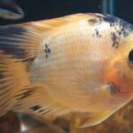 Peixe Papagaio Orange Borrado