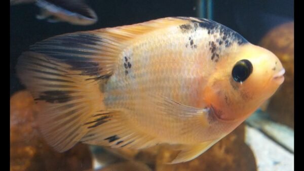 Peixe Papagaio Orange Borrado