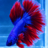 Betta Macho Halfmoon Bicolor