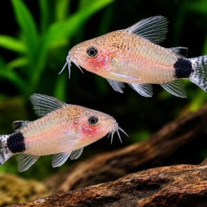 Corydora Guapore
