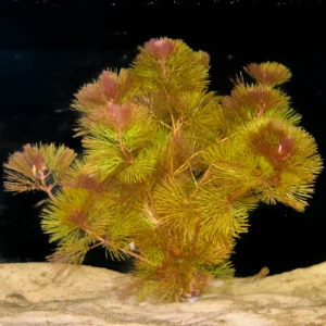 Planta Natural Cabomba Furcata
