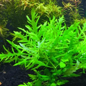 Planta Natural Sambambaia de Folha Larga (hidrófila Difformis)
