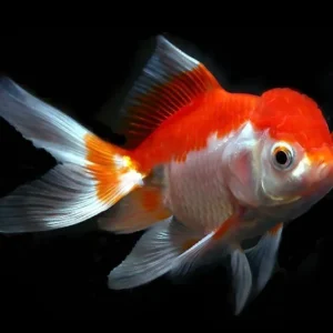 JAPONES RED WHITE ORANDA