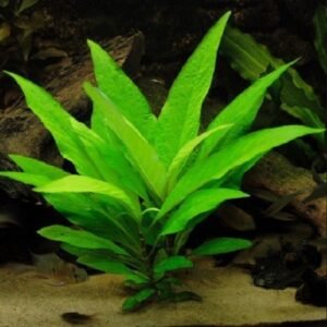 Planta Natural Hygrophila Corymbosa